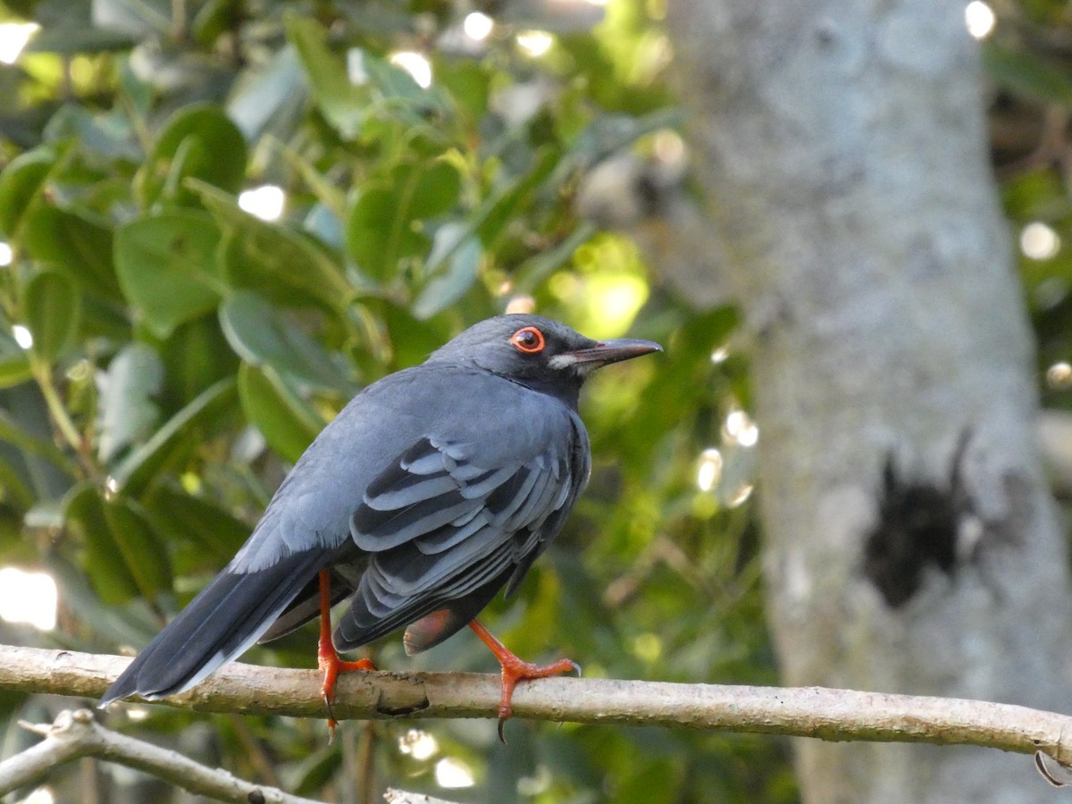 Western Red-legged Thrush - ML643181453