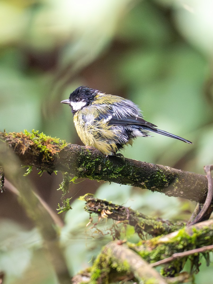 Green-backed Tit - ML643181460