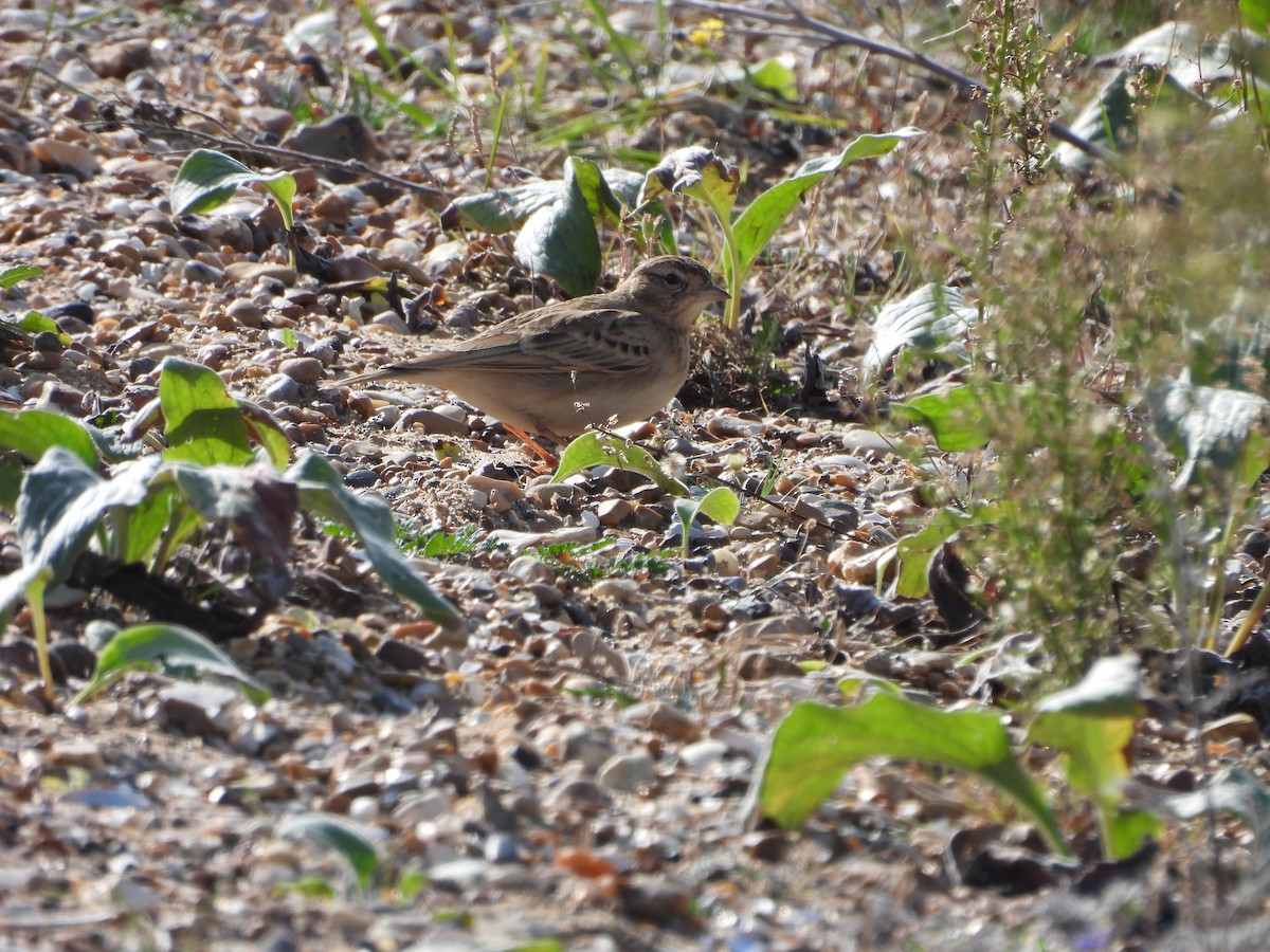 Greater Short-toed Lark - ML643181463
