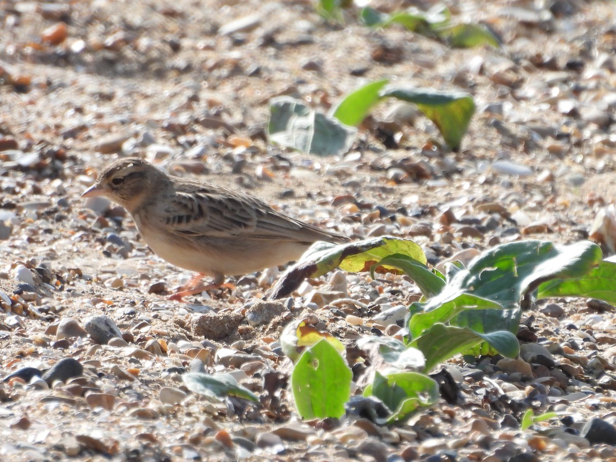 Greater Short-toed Lark - ML643181464