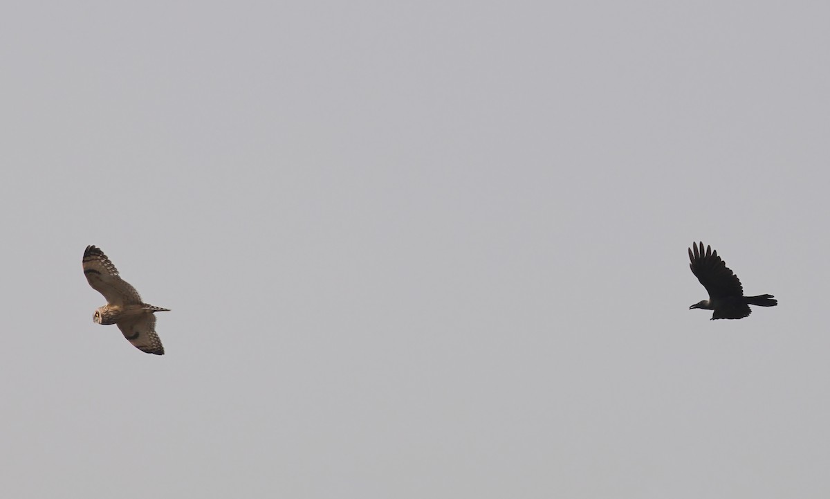Short-eared Owl - ML643181484
