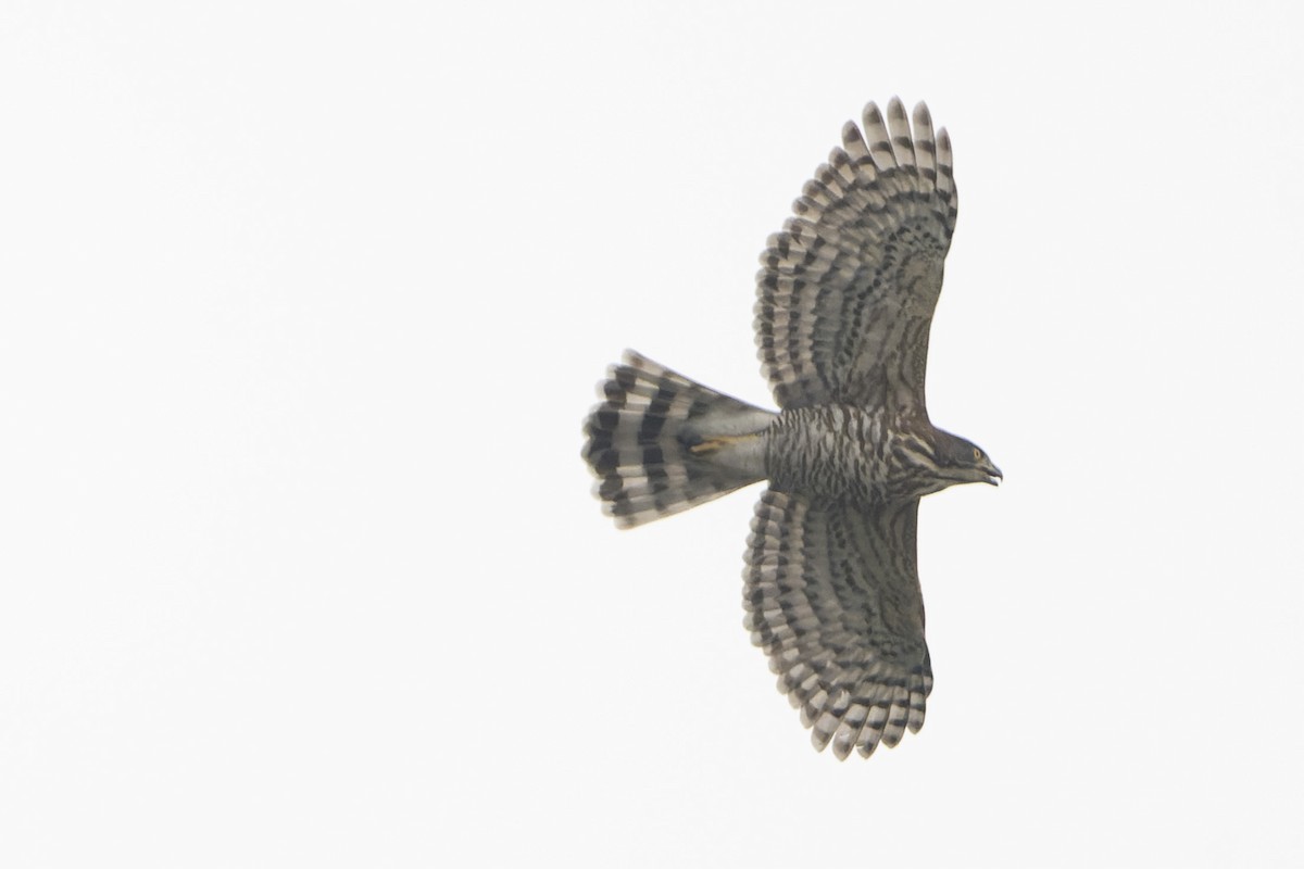 Crested Goshawk - ML643181528