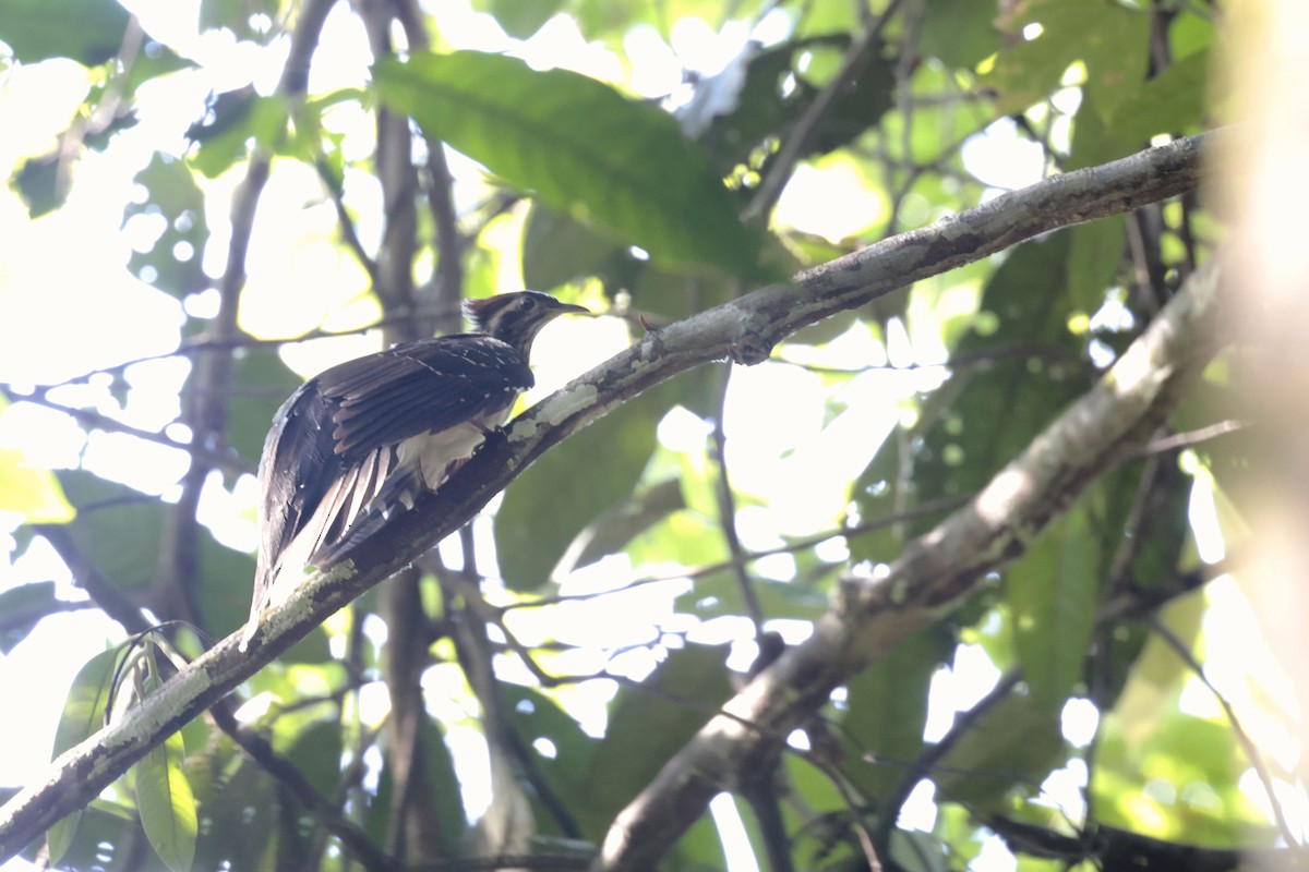 Pheasant Cuckoo - ML643181555