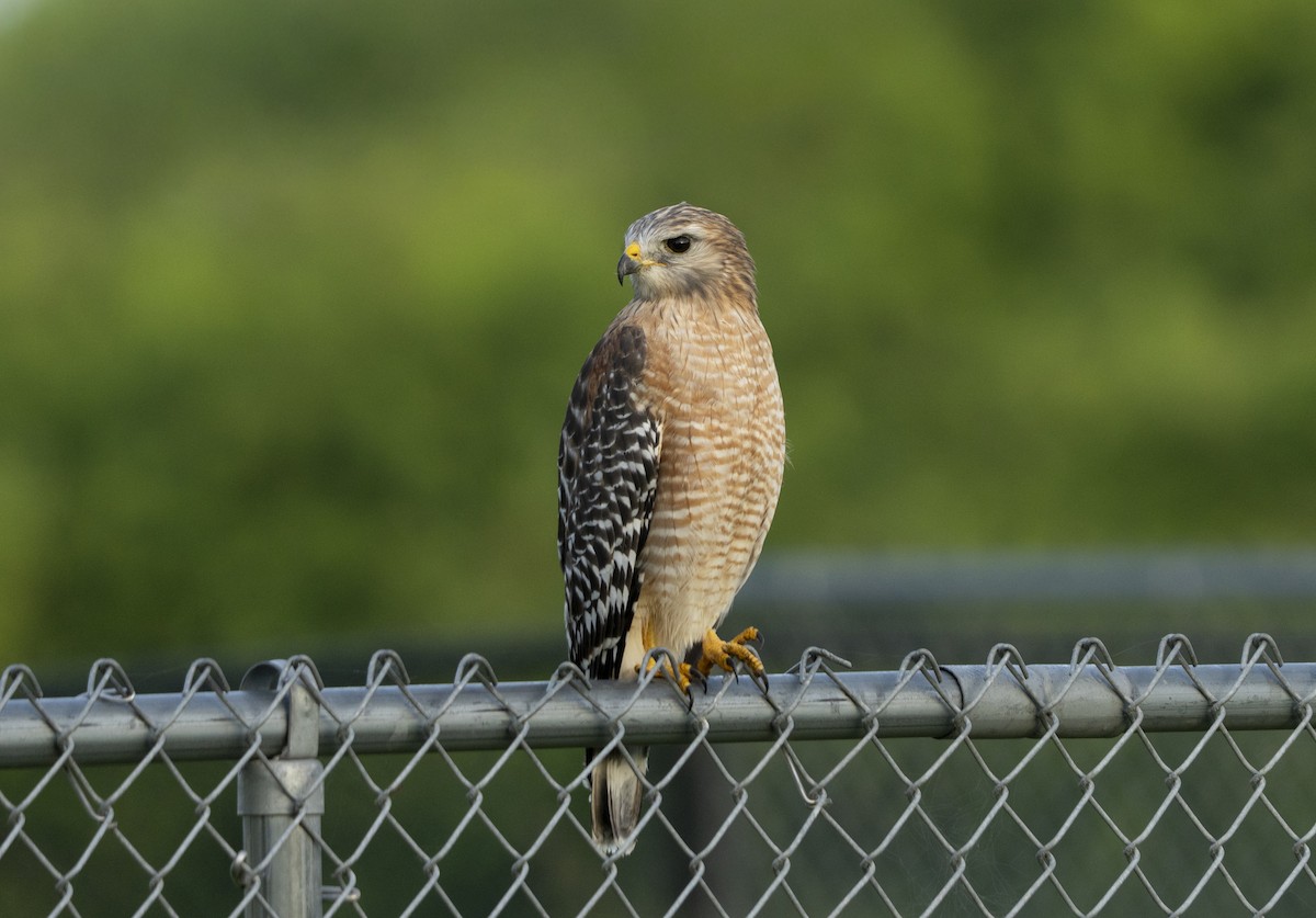 Red-shouldered Hawk - Joni Reeder