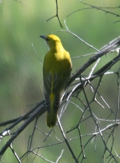 Indian Golden Oriole - Anonymous
