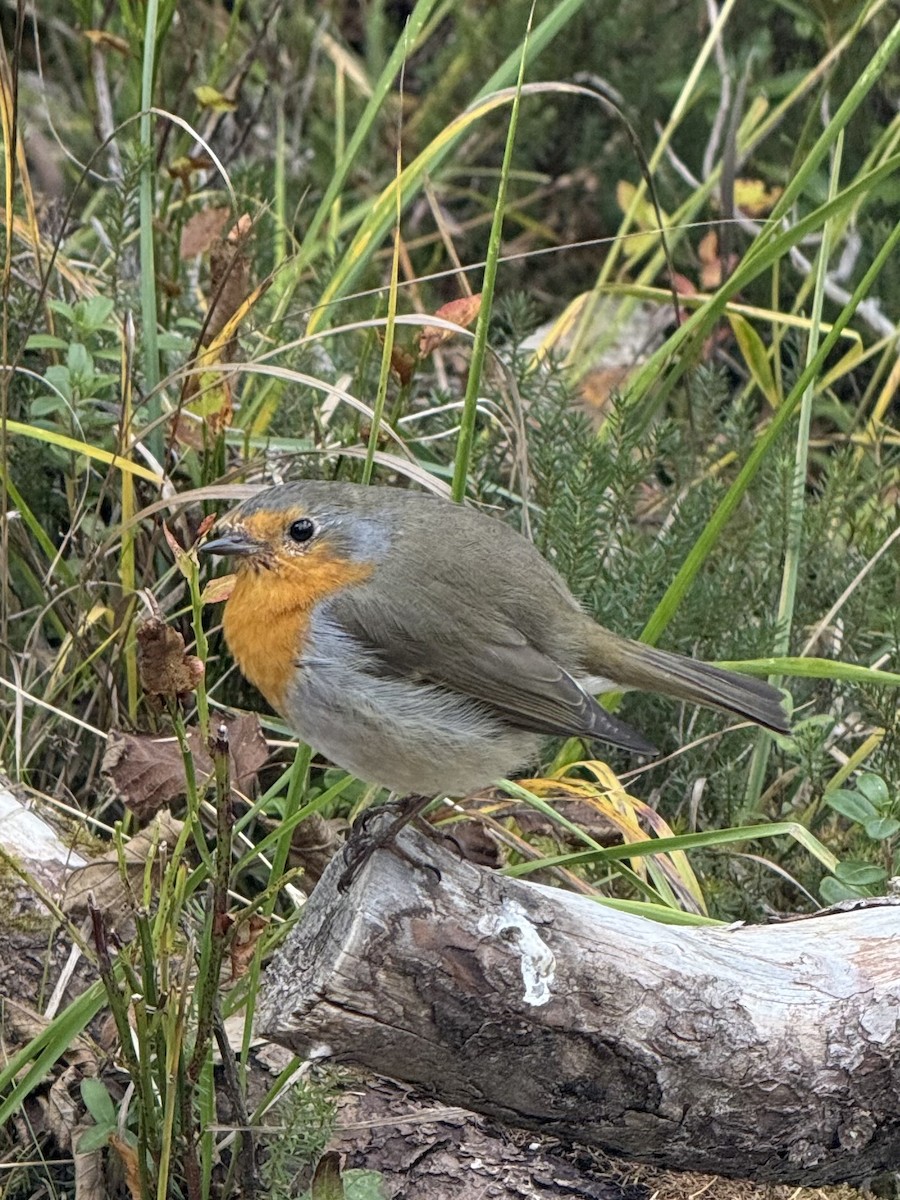 European Robin - ML643181576