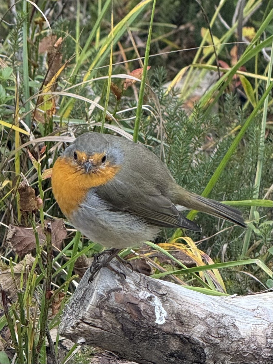 European Robin - ML643181577