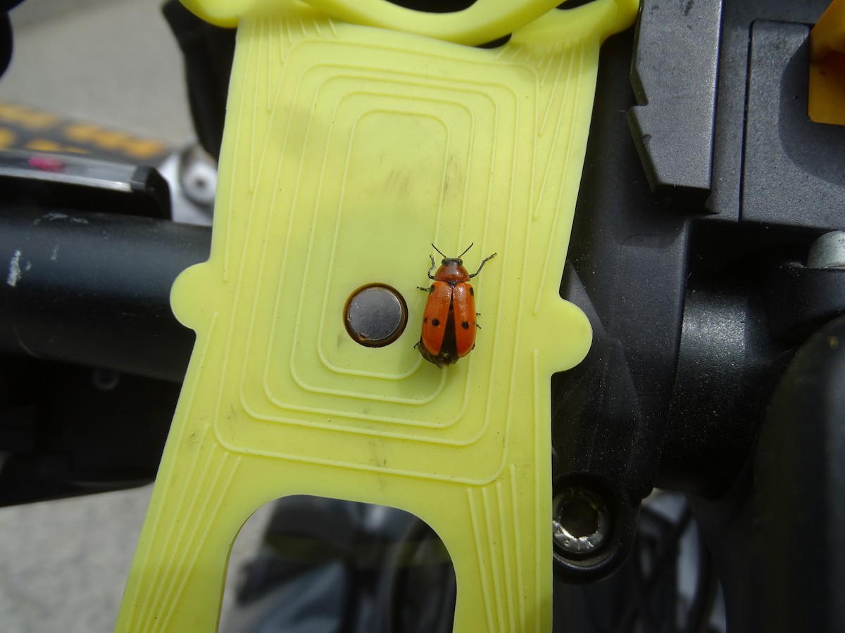 Insects - ML643181589