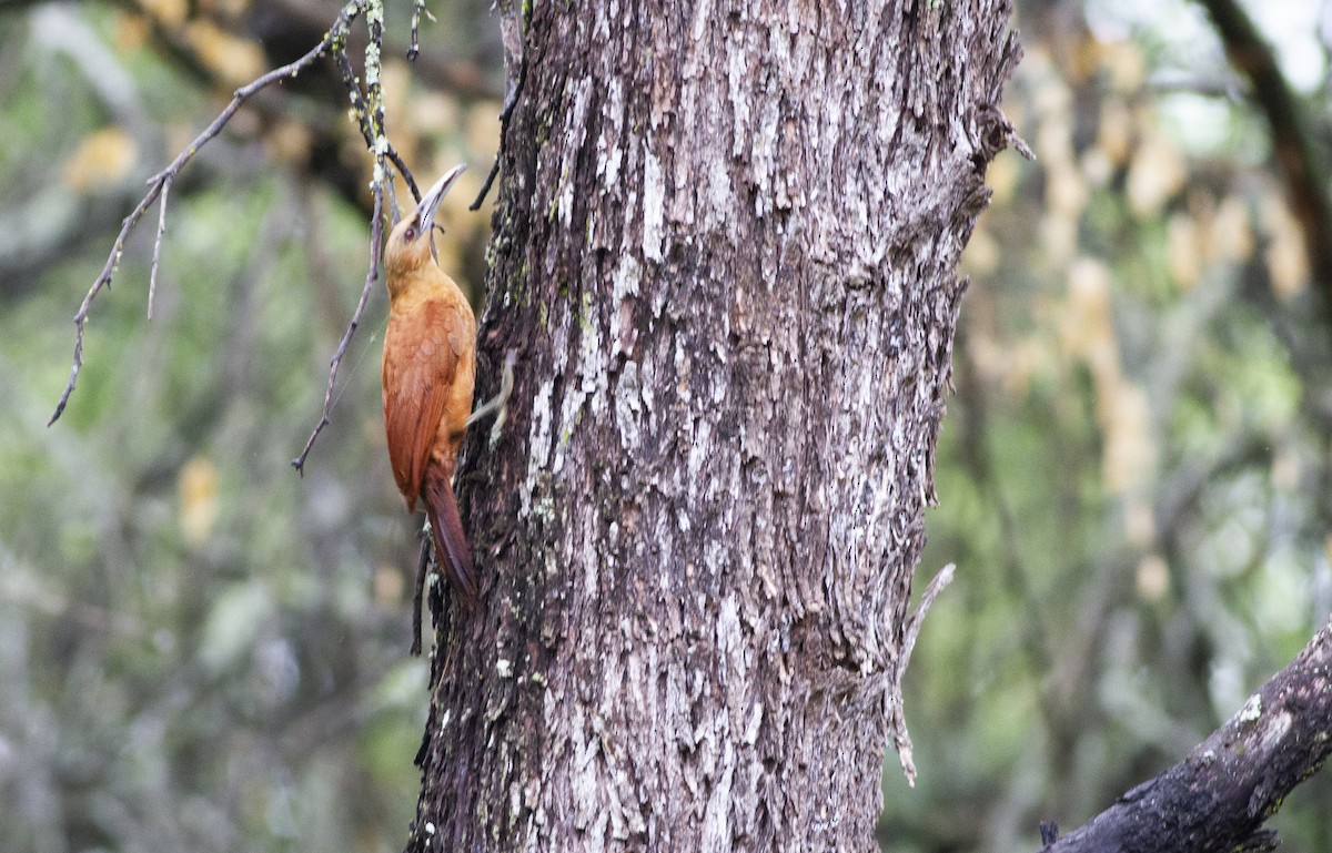Great Rufous Woodcreeper - ML643181606