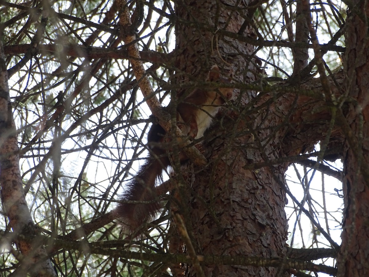 Iberian Red Squirrel - ML643181624
