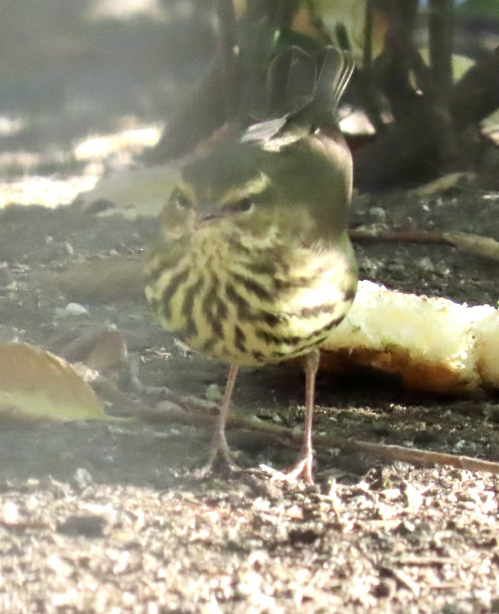 Reinita Charquera Norteña - ML643181628