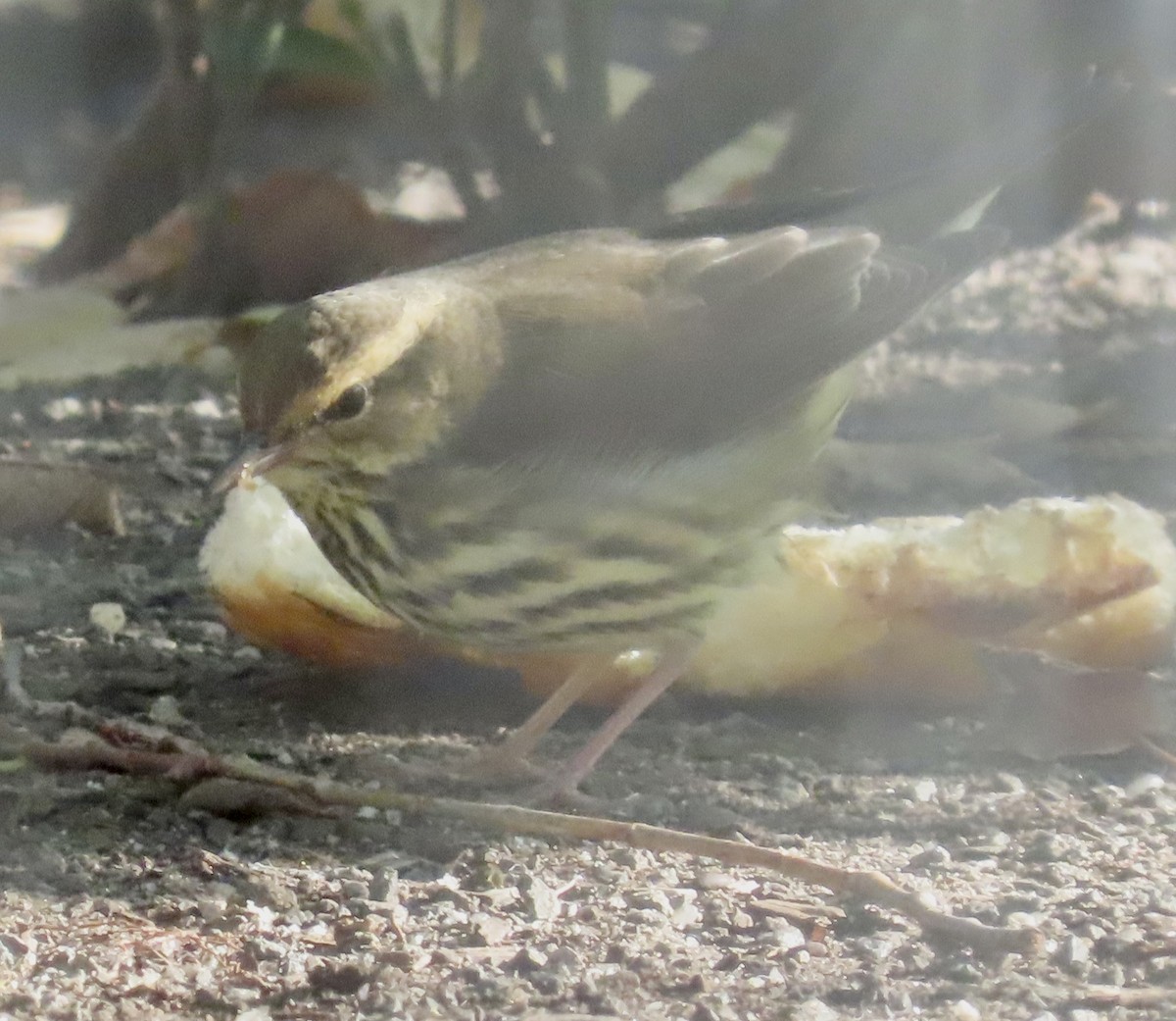 Reinita Charquera Norteña - ML643181629