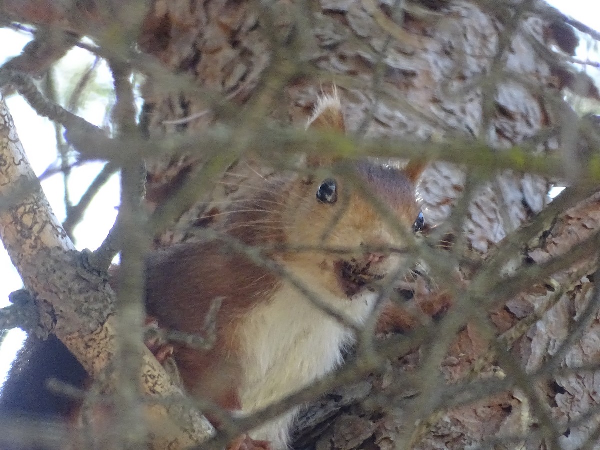 Eurasian Red Squirrel - ML643181637
