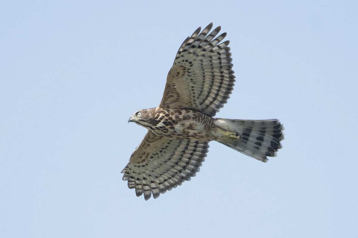Crested Goshawk - ML643181665