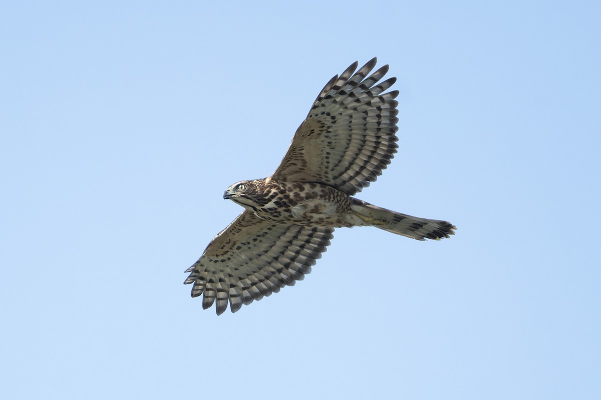 Crested Goshawk - ML643181666