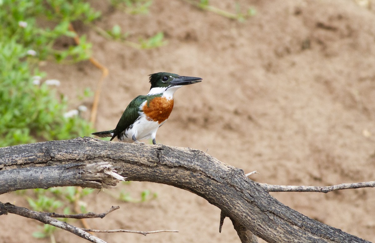 Amazon Kingfisher - ML643181718