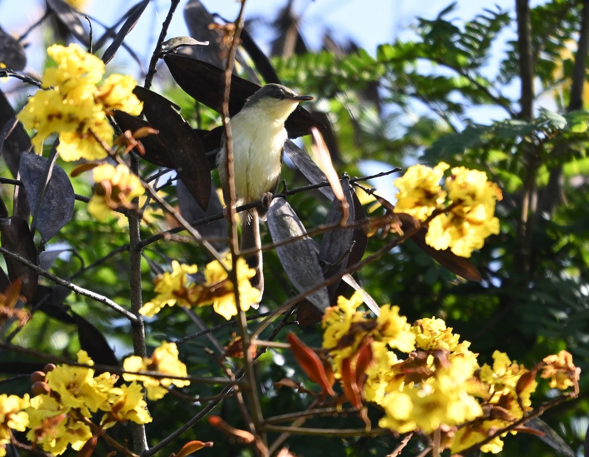 Ashy Prinia - ML643181720