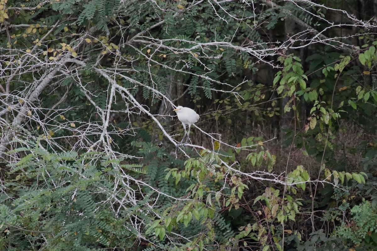 Western Cattle-Egret - ML643181735