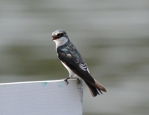 Mangrove Swallow - ML643181750