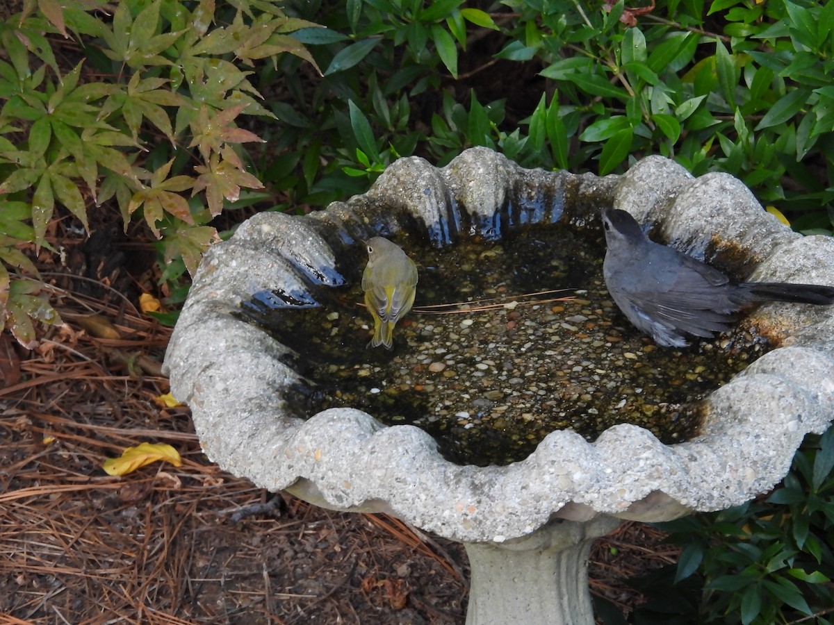 Gray Catbird - ML643181760