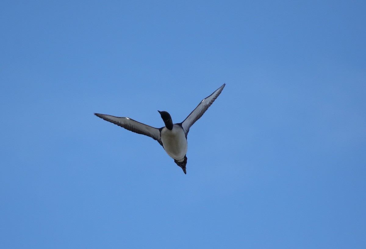 Pacific Loon - ML643181772