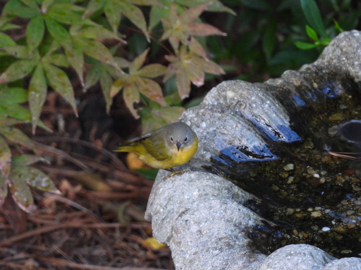Nashville Warbler - ML643181774