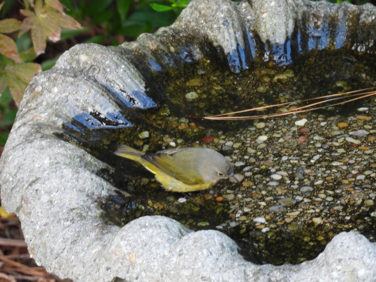 Nashville Warbler - ML643181775