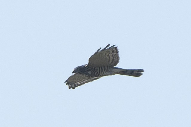 Chinese Sparrowhawk - ML643181781