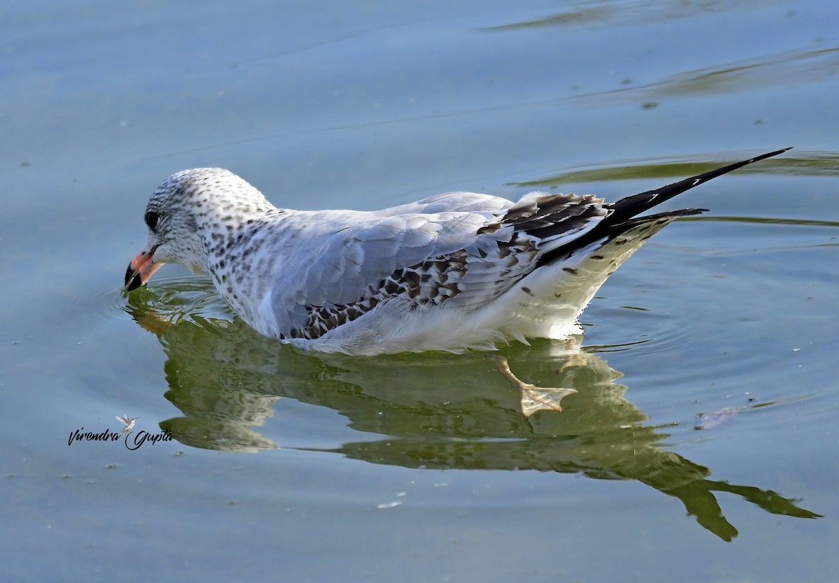 Ring-billed Gull - ML643181783
