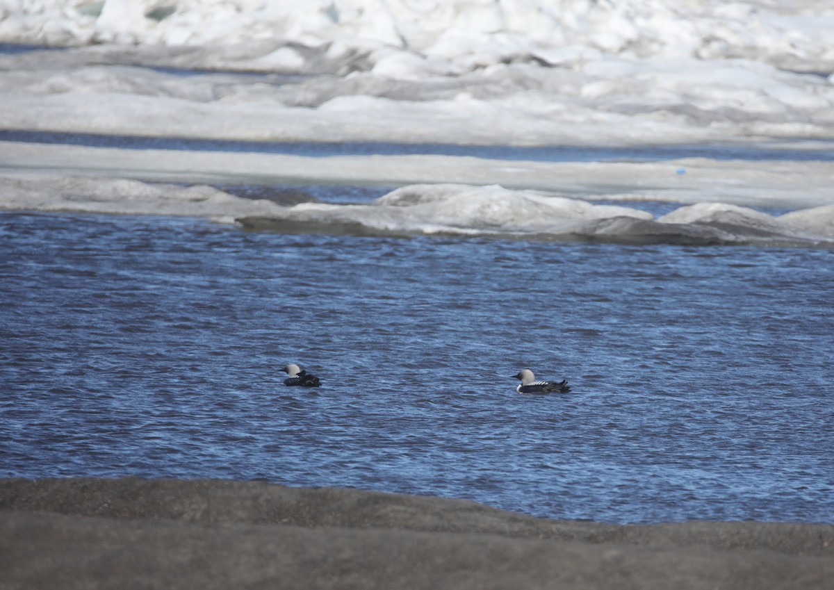 Pacific Loon - ML643181788