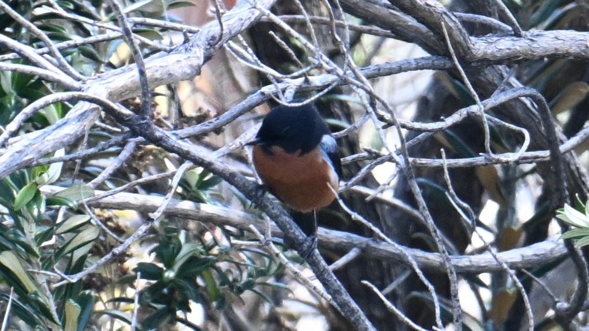 Black-throated Flowerpiercer - ML643181789