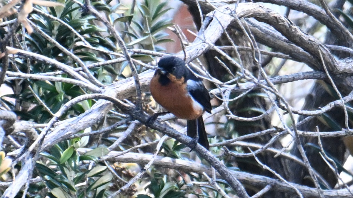 Black-throated Flowerpiercer - ML643181795
