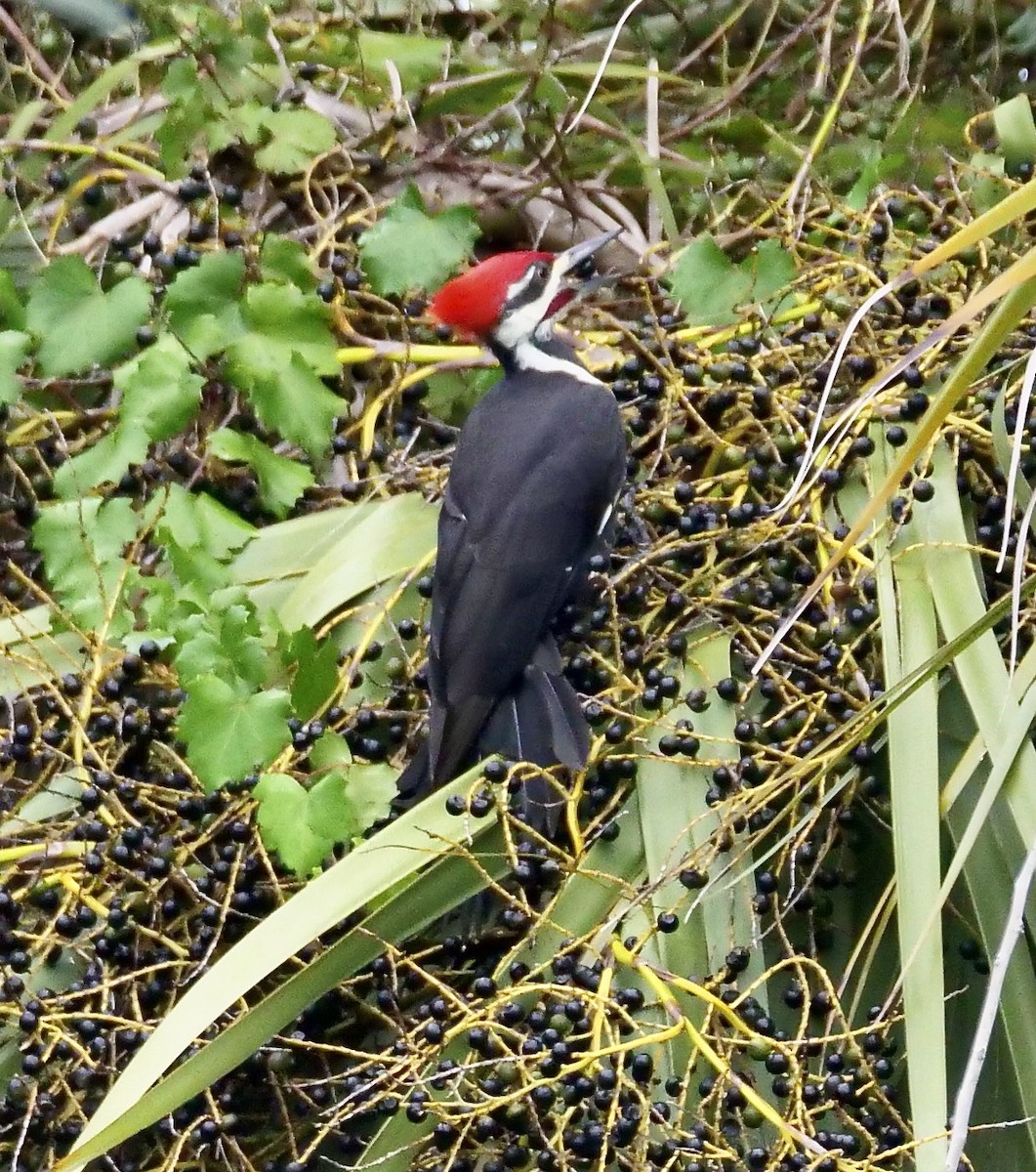 Pileated Woodpecker - ML643181820