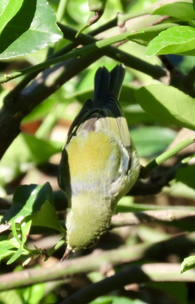 Parula Norteña - ML643181828