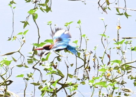 White-throated Kingfisher - ML643181846