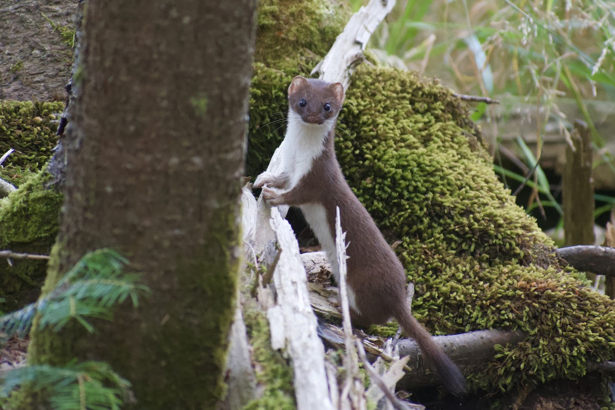 Short-tailed Weasel - ML643181855