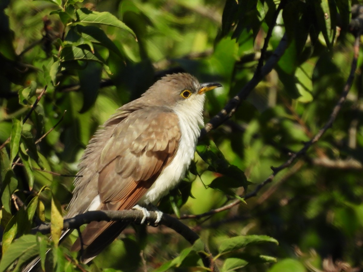 Yellow-billed Cuckoo - ML643181858