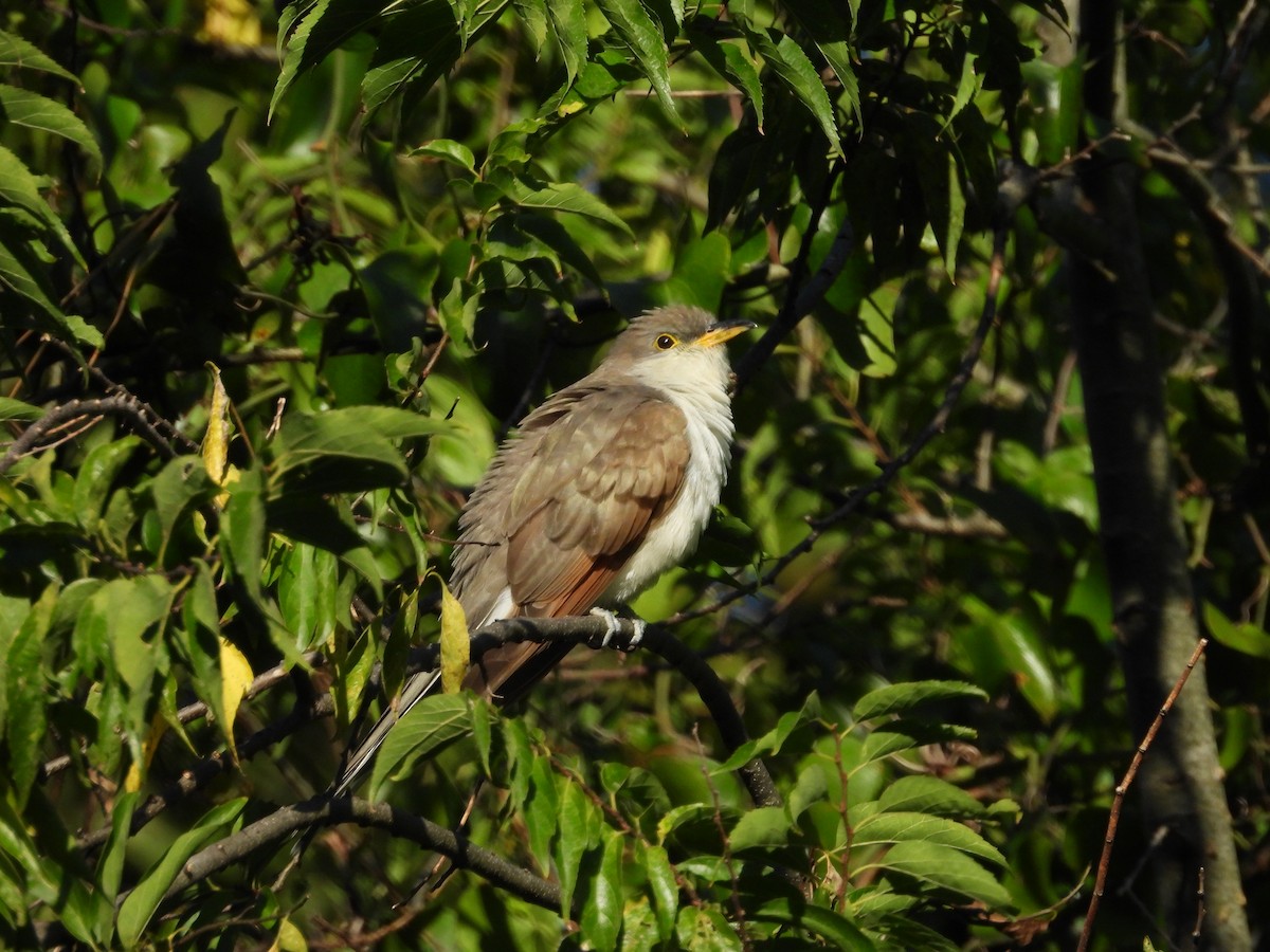 Yellow-billed Cuckoo - ML643181861