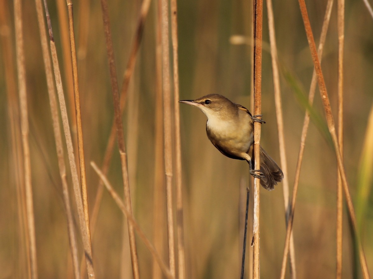 Clamorous Reed Warbler - ML643181876
