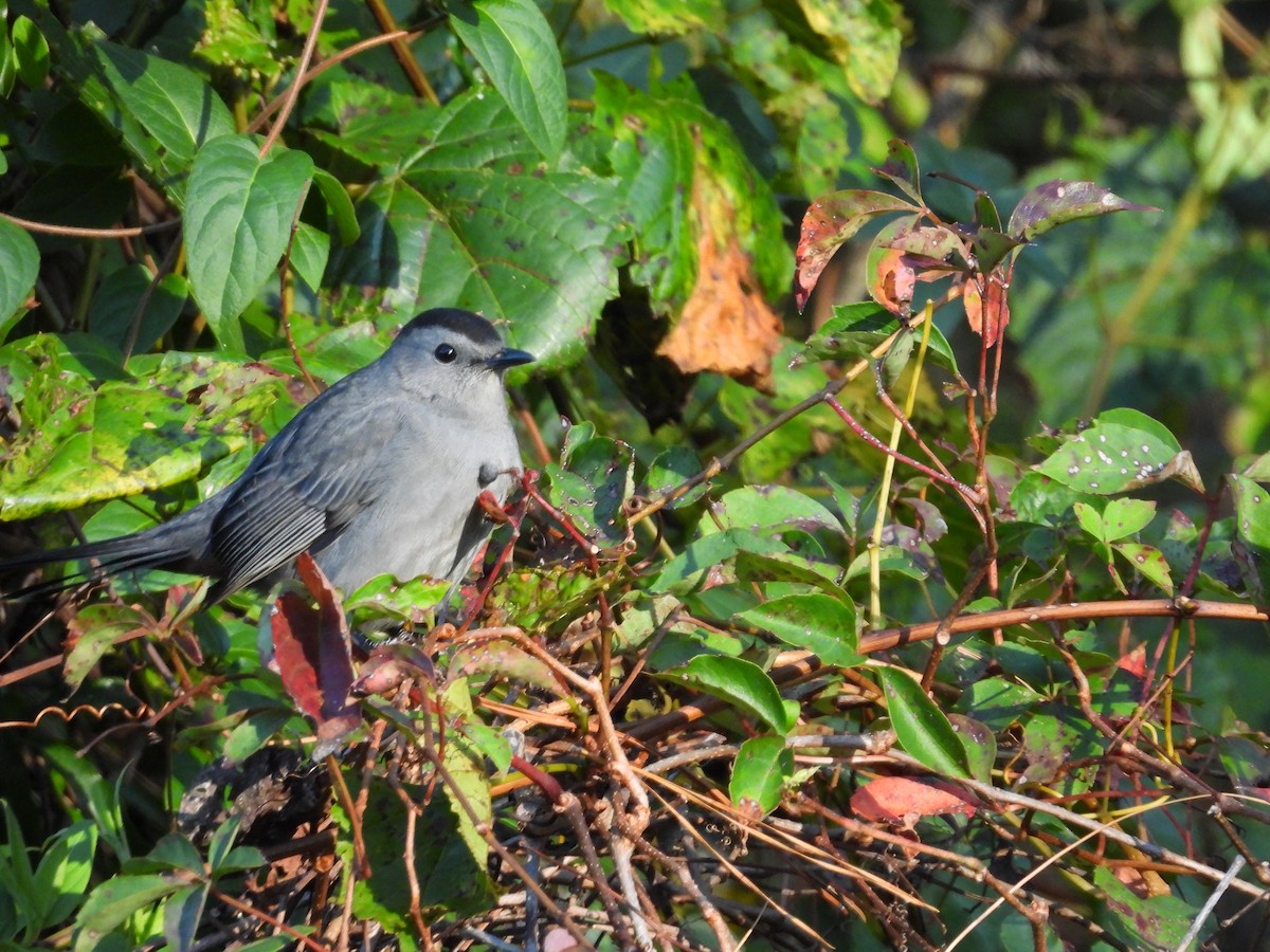 Gray Catbird - ML643181881