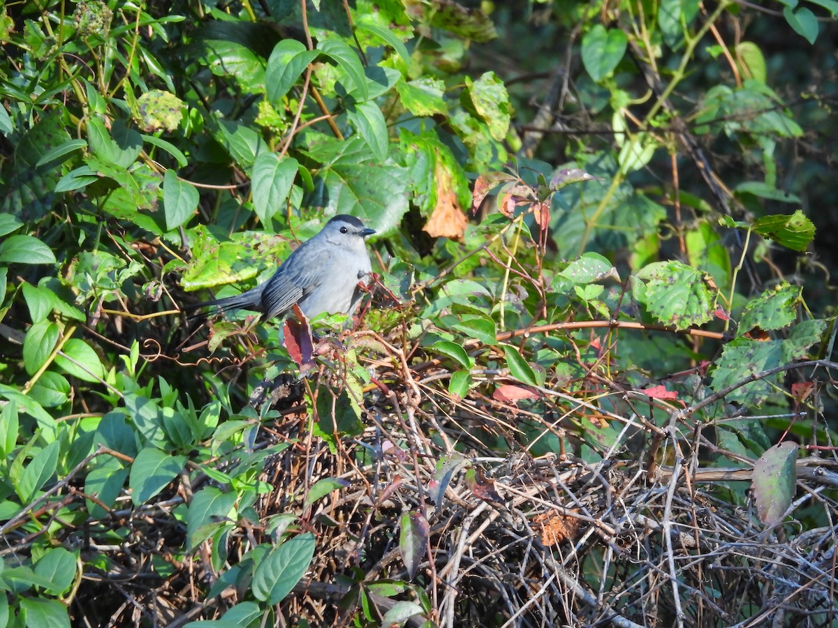 Gray Catbird - ML643181882