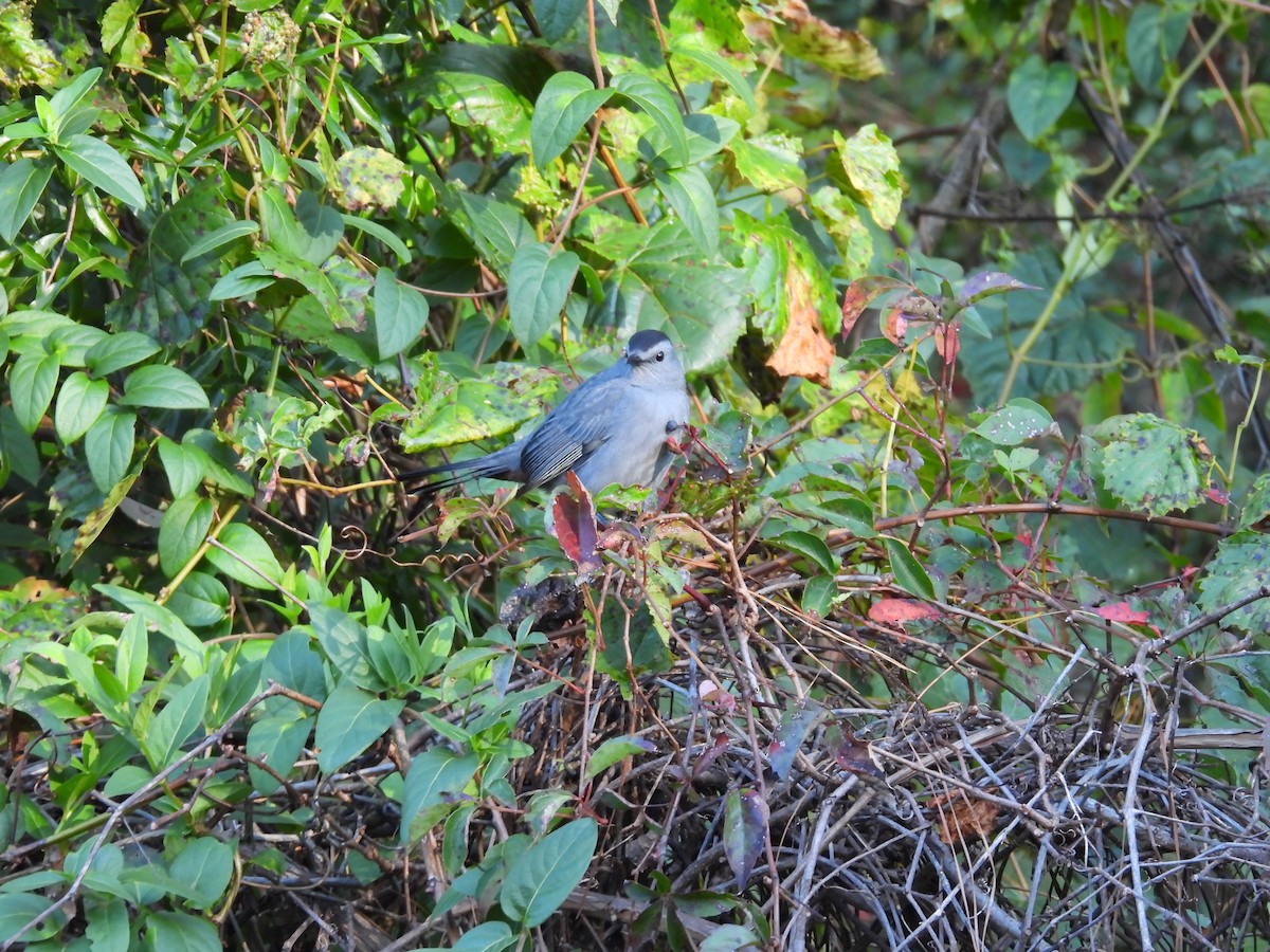 Gray Catbird - ML643181884