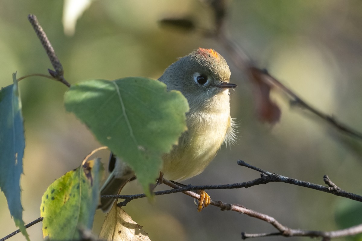 Ruby-crowned Kinglet - ML643181886