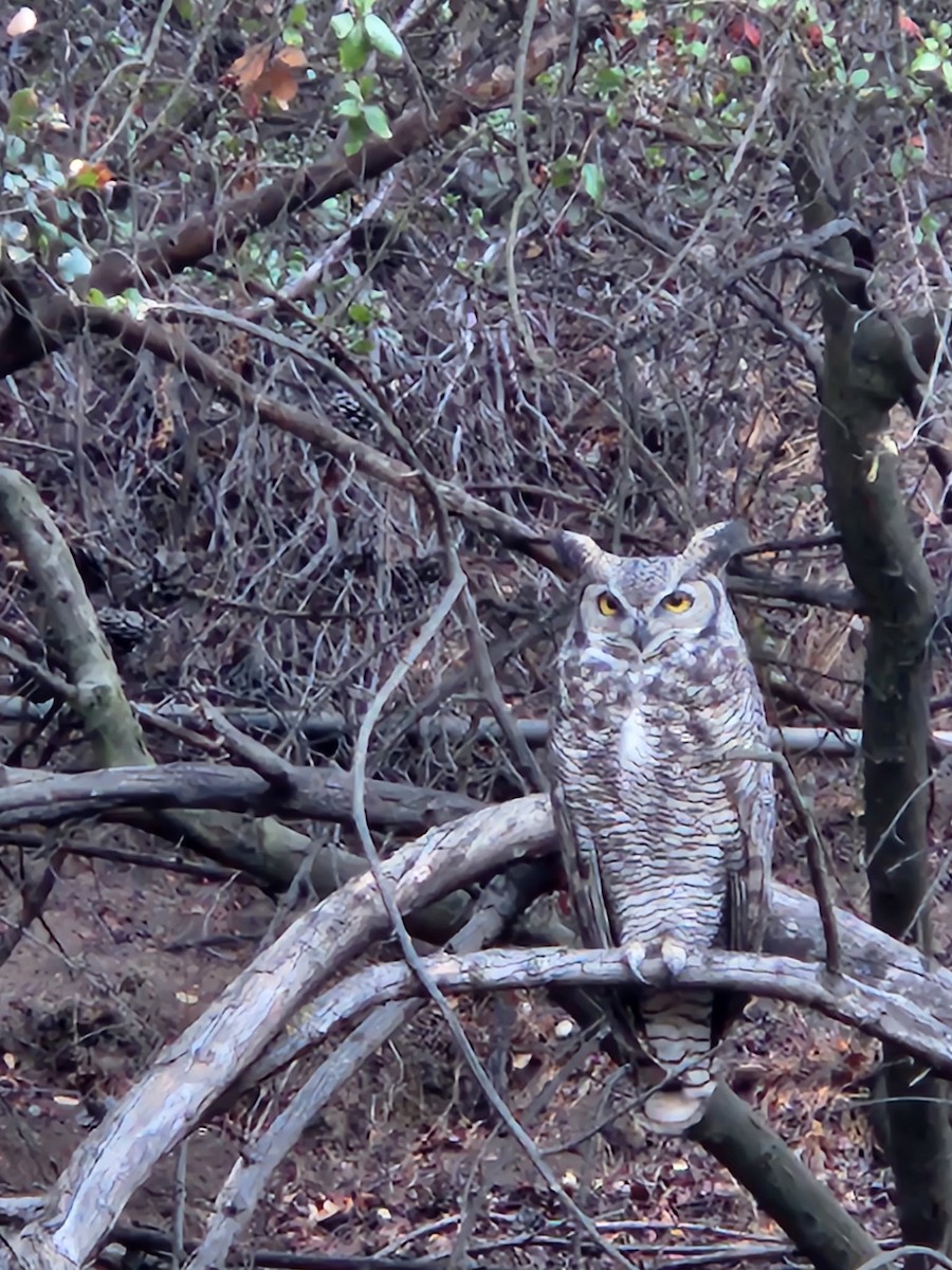 Great Horned Owl - ML643181906