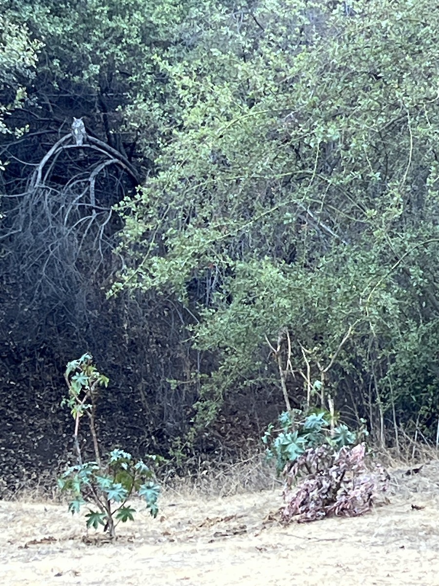 Great Horned Owl - ML643181907