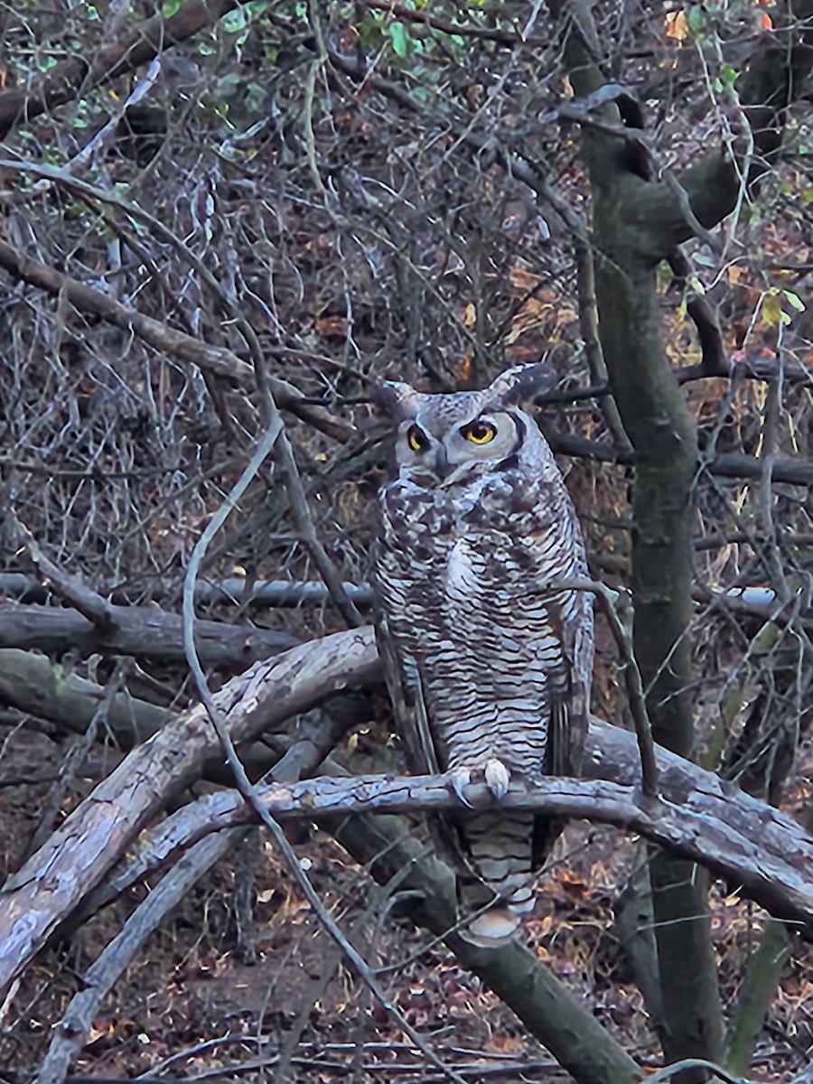 Great Horned Owl - ML643181908