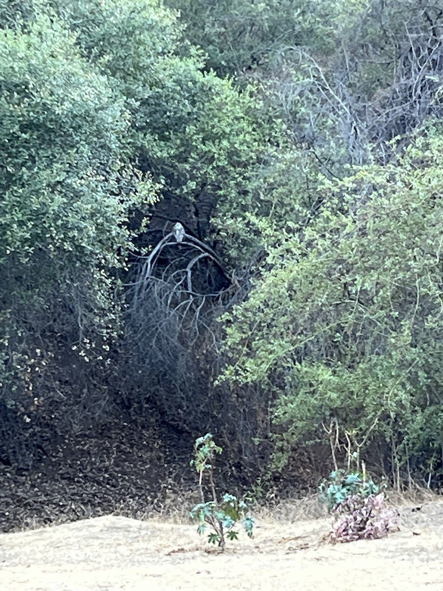 Great Horned Owl - ML643181909