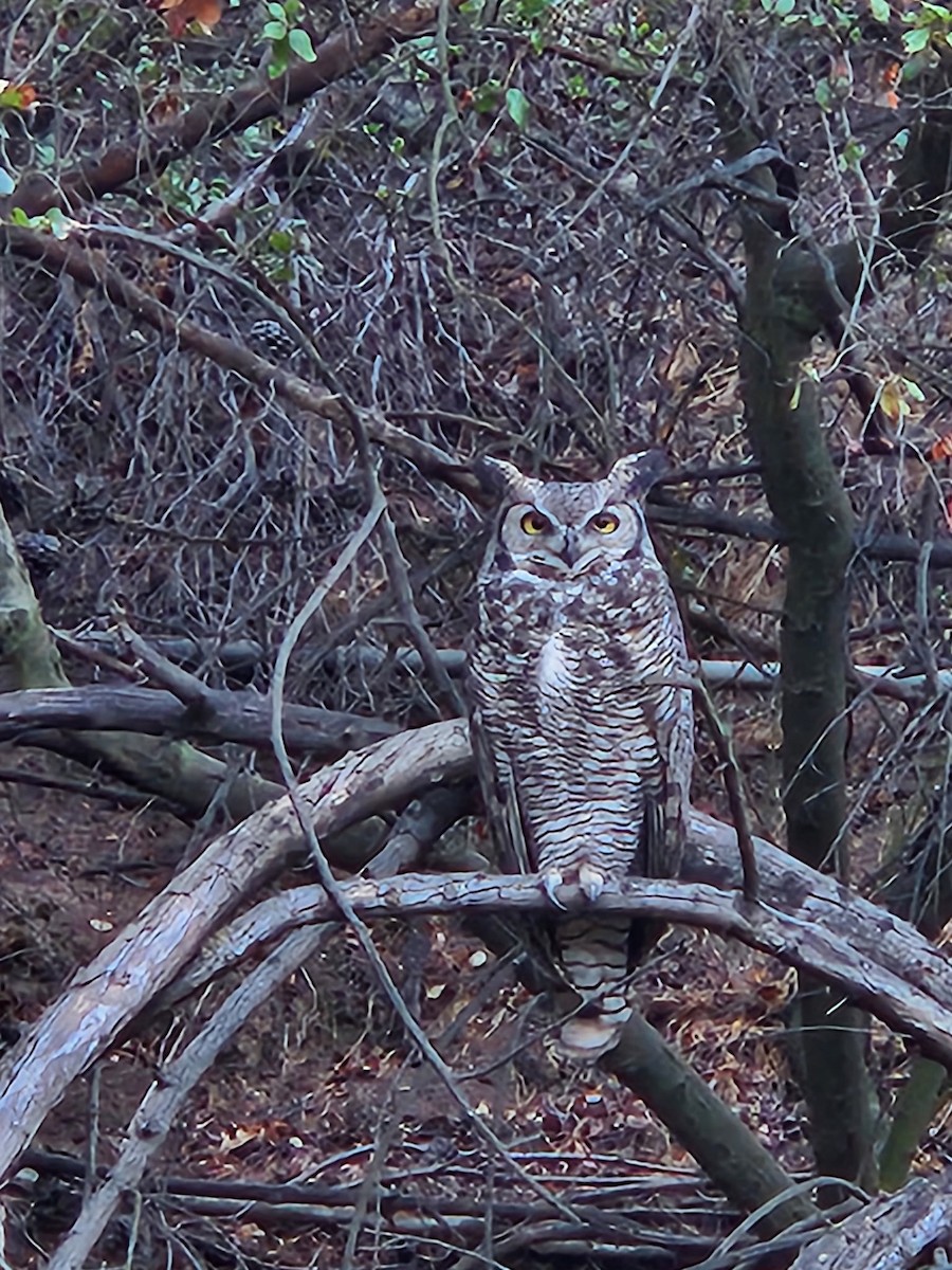 Great Horned Owl - ML643181910