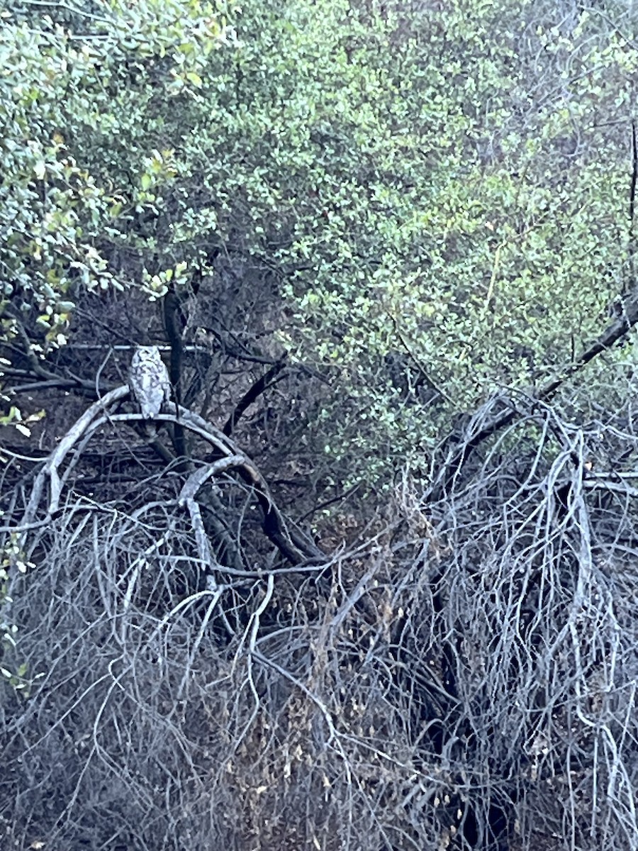 Great Horned Owl - ML643181911