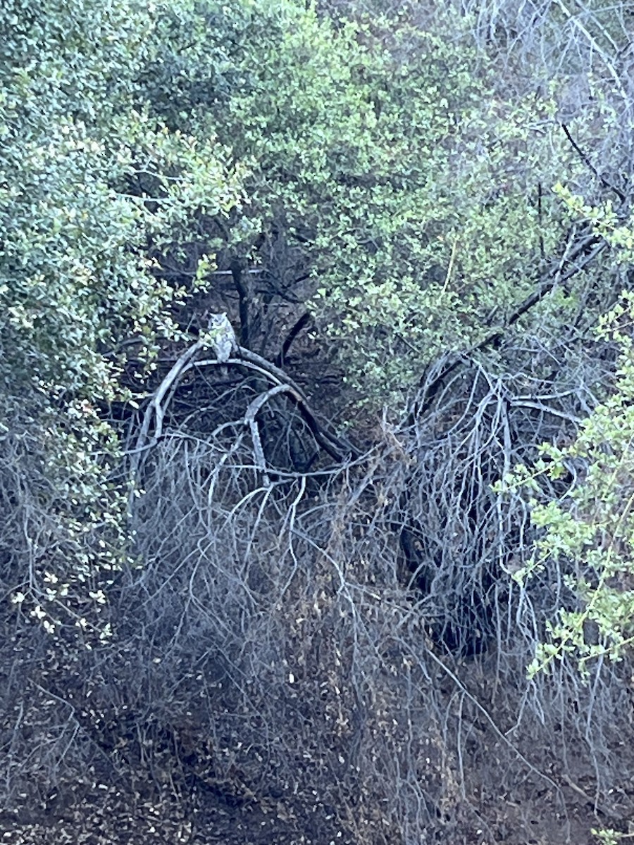 Great Horned Owl - ML643181912